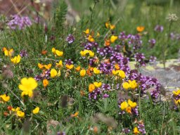 Blumenwiese, Eyne-Tal, Pyrenäen